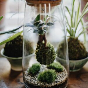 Botanique florárium „KOKEDAMA”